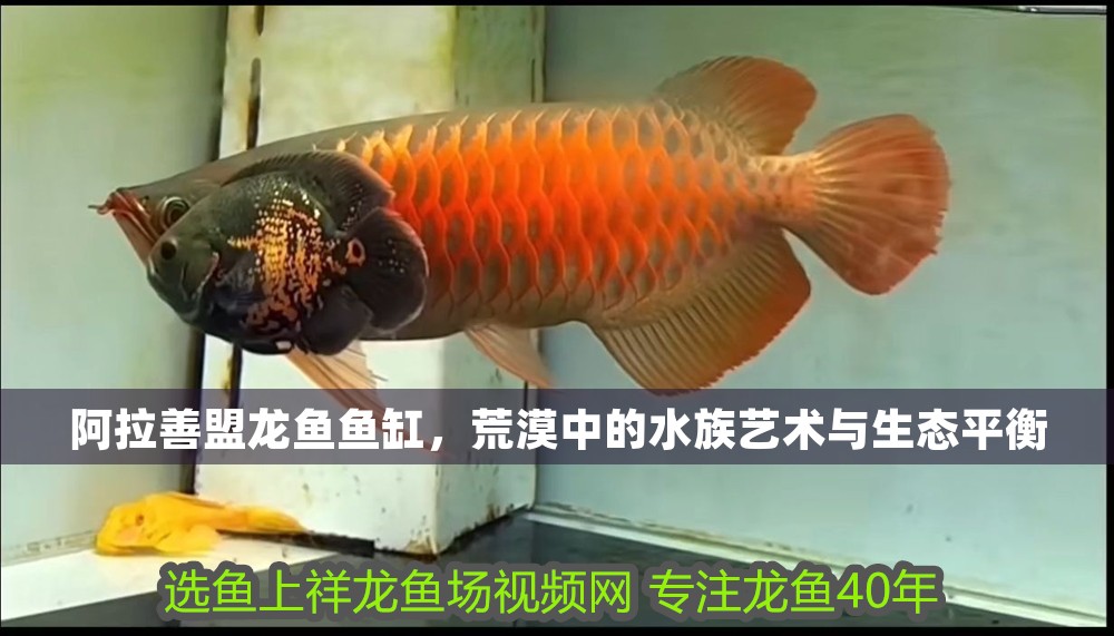<strong><mark>阿拉善</mark></strong>盟龍魚魚缸，荒漠中的水族藝術與生態平衡