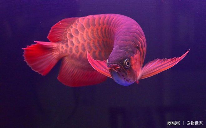 最好的紅龍魚是什么品種（十大最好養(yǎng)的紅龍魚品種→maigoo生活榜） 最好的紅龍魚是什么品種（十大最好養(yǎng)的紅龍魚品種→maigoo生活榜） 龍魚百科 第2張