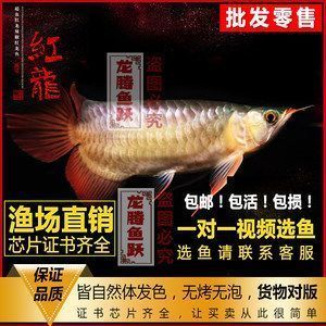 紅龍魚魚苗批發(fā)廠家地址（京東紅龍魚苗批發(fā)廠家具體地址直接搜索結(jié)果未被提供）