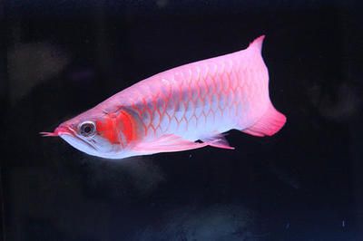 頂級(jí)血紅龍魚(yú)：最貴的血紅龍魚(yú)曾拍出400萬(wàn)高價(jià)，價(jià)格差異性主要取決于品種