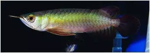 頂級(jí)血紅龍魚(yú)：最貴的血紅龍魚(yú)曾拍出400萬(wàn)高價(jià)，價(jià)格差異性主要取決于品種