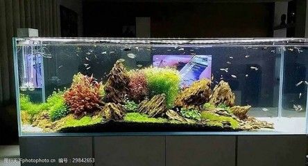 魚缸內生態系統：魚缸內生態系統是一個復雜而精細的系統 魚缸內生態系統：魚缸內生態系統是一個復雜而精細的系統 魚缸百科 第5張