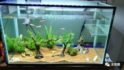 魚缸內生態系統：魚缸內生態系統是一個復雜而精細的系統 魚缸內生態系統：魚缸內生態系統是一個復雜而精細的系統 魚缸百科 第3張