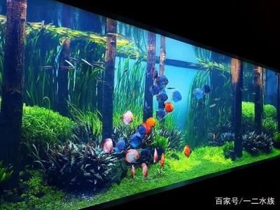 魚缸內生態系統：魚缸內生態系統是一個復雜而精細的系統 魚缸內生態系統：魚缸內生態系統是一個復雜而精細的系統 魚缸百科 第1張