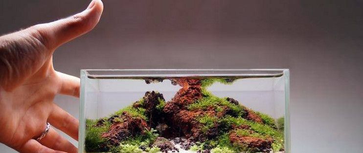 魚缸內生態系統：魚缸內生態系統是一個復雜而精細的系統 魚缸內生態系統：魚缸內生態系統是一個復雜而精細的系統 魚缸百科 第2張