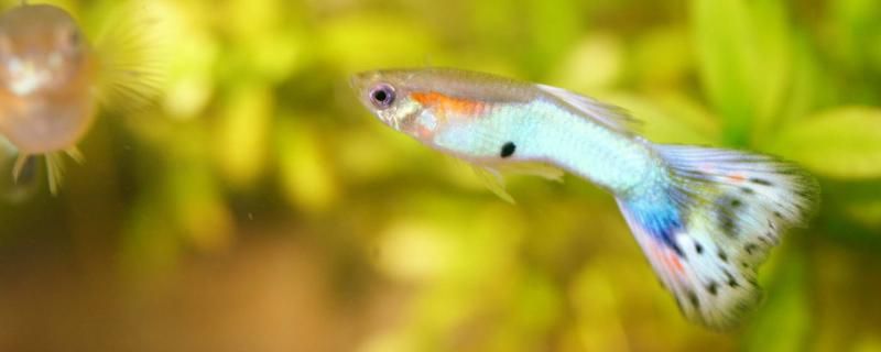 孔雀魚(yú)每次生幾條小魚(yú)吃什么長(zhǎng)的快