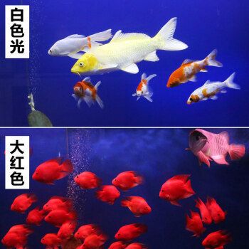 森森(SUNSUN)魚缸燈：森森魚缸燈全光譜效果展示