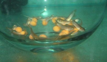 金龍魚是骨舌魚嗎怎么吃：金龍魚屬于骨舌魚嗎怎么吃 金龍魚是骨舌魚嗎怎么吃：金龍魚屬于骨舌魚嗎怎么吃 龍魚百科 第1張