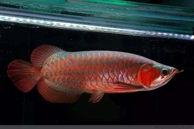 龍魚體型相近：體型相近的幾種龍魚種類