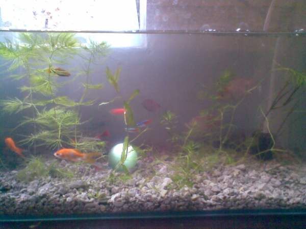 適合新手飼養的觀賞魚適合新手飼養的觀賞魚品種推薦：觀賞魚適合新手飼養的觀賞魚適合新手飼養的品種推薦