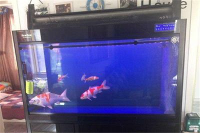 森森魚缸過濾系統安裝方法(森森魚缸過濾系統安裝方法安裝方法森森魚缸過濾系統) 魚缸百科 第5張 森森魚缸過濾系統安裝方法(森森魚缸過濾系統安裝方法安裝方法森森魚缸過濾系統) 森森魚缸過濾系統安裝方法(森森魚缸過濾系統安裝方法安裝方法森森魚缸過濾系統) 魚缸百科 第5張