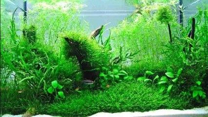 魚缸長苔蘚正常嗎？：海魚缸長苔蘚正常嗎青苔在水族生態(tài)中的作用 魚缸長苔蘚正常嗎？：海魚缸長苔蘚正常嗎青苔在水族生態(tài)中的作用 魚缸百科 第1張