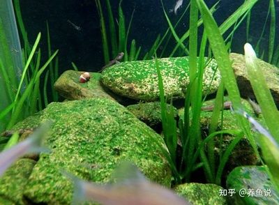 魚缸長苔蘚正常嗎？：海魚缸長苔蘚正常嗎青苔在水族生態(tài)中的作用 魚缸長苔蘚正常嗎？：海魚缸長苔蘚正常嗎青苔在水族生態(tài)中的作用 魚缸百科 第2張