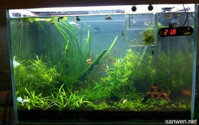 魚缸長苔蘚正常嗎？：海魚缸長苔蘚正常嗎青苔在水族生態(tài)中的作用 魚缸長苔蘚正常嗎？：海魚缸長苔蘚正常嗎青苔在水族生態(tài)中的作用 魚缸百科 第3張