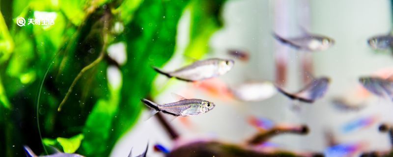 十大名牌魚缸：2024年十大名牌魚缸