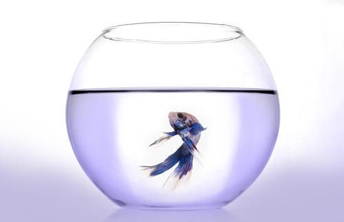 十大品牌魚缸排行榜：2024年魚缸十大品牌排行榜