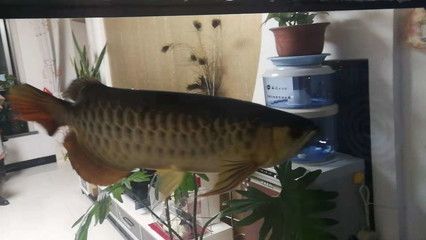 龍魚長度判斷魚齡圖：龍魚的長度與其年齡有一定的關系，但這種關系并非絕對
