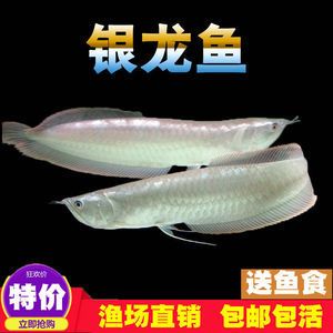 金龍魚和發(fā)財魚混養(yǎng)：金龍魚和發(fā)財魚可以混養(yǎng)嗎？ 金龍魚和發(fā)財魚混養(yǎng)：金龍魚和發(fā)財魚可以混養(yǎng)嗎？ 龍魚百科 第3張