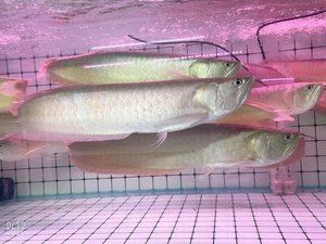 金龍魚和發(fā)財魚混養(yǎng)：金龍魚和發(fā)財魚可以混養(yǎng)嗎？ 金龍魚和發(fā)財魚混養(yǎng)：金龍魚和發(fā)財魚可以混養(yǎng)嗎？ 龍魚百科 第2張