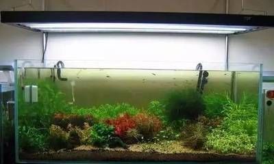 底濾魚缸底濾槽如何補水（底濾魚缸的底濾槽補水是一個相對簡單的過程是否支持） 底濾魚缸底濾槽如何補水（底濾魚缸的底濾槽補水是一個相對簡單的過程是否支持） 魚缸百科 第3張