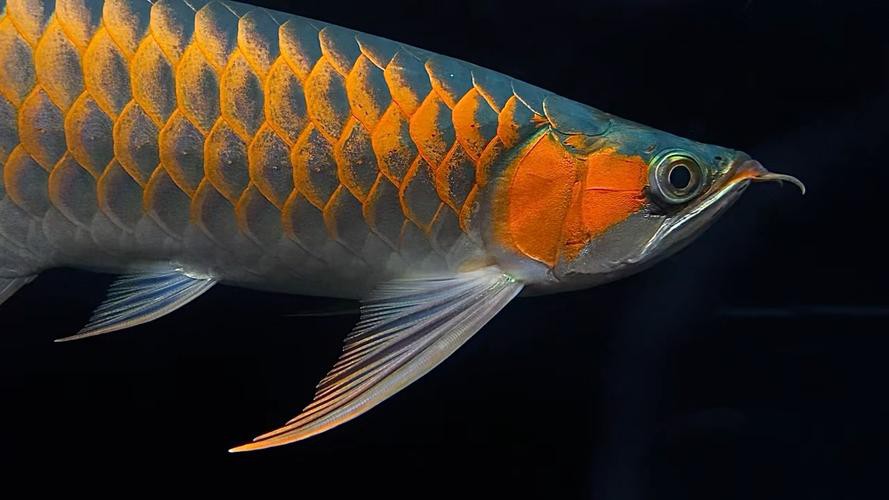 如何判斷一條魚是否為辣椒紅龍？