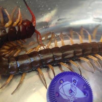 金龍魚吃蜈蚣能增色嗎為什么：金龍魚吃蜈蚣能增色嗎為什么金龍魚吃蜈蚣可以增色嗎 金龍魚吃蜈蚣能增色嗎為什么：金龍魚吃蜈蚣能增色嗎為什么金龍魚吃蜈蚣可以增色嗎 龍魚百科 第1張