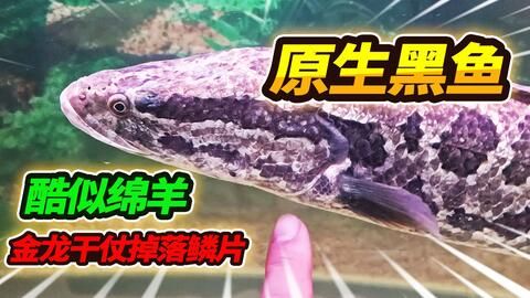 金龍魚一片鱗變黑了怎么治：金龍魚鱗片發(fā)黑了怎么辦