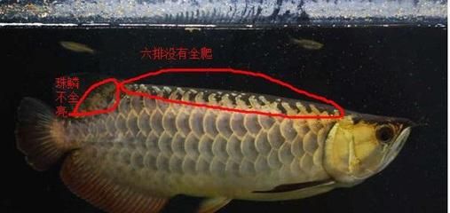 金龍魚一片鱗變黑了怎么治：金龍魚鱗片發(fā)黑了怎么辦