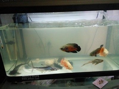 地圖魚的飼養技巧：地圖魚在魚缸上健康護理觀賞魚的健康護理觀賞魚的原因