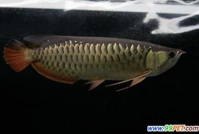 金龍魚對(duì)水質(zhì)要求高嗎：金龍魚對(duì)水質(zhì)的要求高嗎