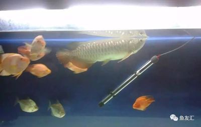 龍魚開燈最佳時間是幾點鐘 龍魚開燈最佳時間是幾點鐘 龍魚百科 第3張