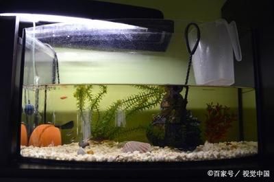 魚缸過濾材料的選擇指南了解魚缸過濾材料的重要性：diy魚缸過濾材料的選擇指南