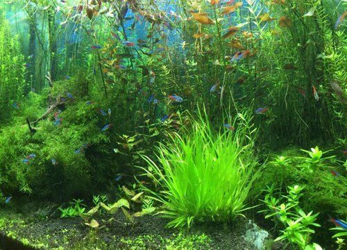 魚缸水草布局設計技巧：魚缸水草布局設計技巧提高魚缸觀賞性和生態平衡的關鍵