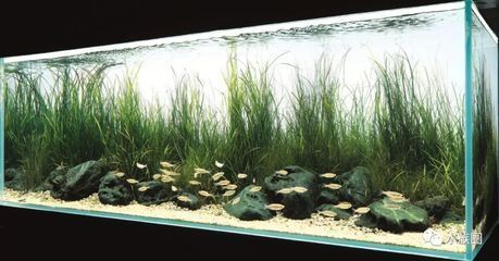 魚缸水草布局設計技巧：魚缸水草布局設計技巧提高魚缸觀賞性和生態平衡的關鍵