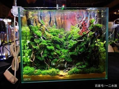 魚缸水草布局設計技巧：魚缸水草布局設計技巧提高魚缸觀賞性和生態平衡的關鍵