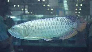 紅龍魚胸鰭斷裂后多久能恢復(fù)？
