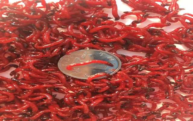 紅蟲喂龍魚（紅蟲喂龍魚的好處）