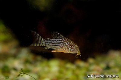 魚缸底層魚養什么魚：如何選擇合適的底層魚