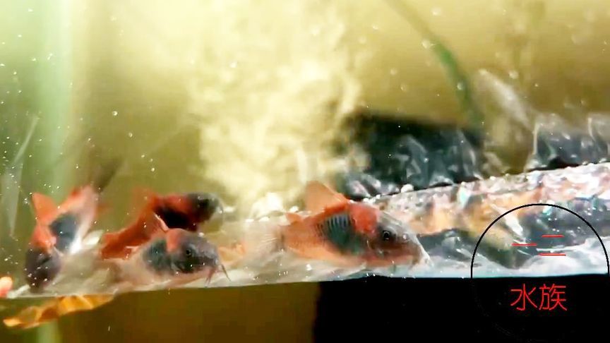 魚缸底層魚養什么魚：如何選擇合適的底層魚