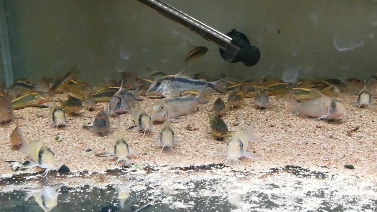 魚缸底層魚養什么魚：如何選擇合適的底層魚