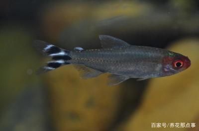 魚缸底層魚養什么魚：如何選擇合適的底層魚