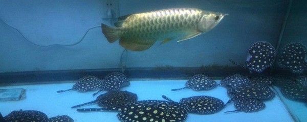 龍魚哪種便宜一些呢，銀龍魚、星點龍魚、青龍魚和黑龍魚的價格較為親民的品種 龍魚哪種便宜一些呢，銀龍魚、星點龍魚、青龍魚和黑龍魚的價格較為親民的品種 龍魚百科 第5張