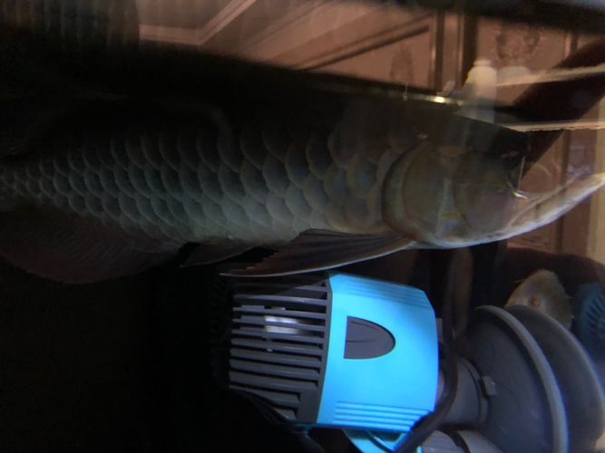 龍魚狀態不好可以開燈嗎為什么會死呢：在龍魚狀態不佳的情況下，是否可以開燈或關燈的行為 龍魚狀態不好可以開燈嗎為什么會死呢：在龍魚狀態不佳的情況下，是否可以開燈或關燈的行為 龍魚百科 第1張