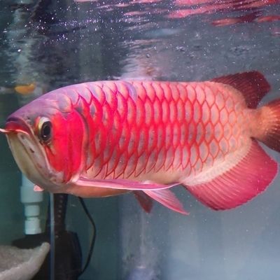 龍魚狀態不好可以開燈嗎為什么會死呢：在龍魚狀態不佳的情況下，是否可以開燈或關燈的行為 龍魚狀態不好可以開燈嗎為什么會死呢：在龍魚狀態不佳的情況下，是否可以開燈或關燈的行為 龍魚百科 第2張