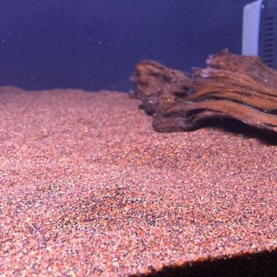 魚缸底砂的選擇：關于魚缸底砂的問題