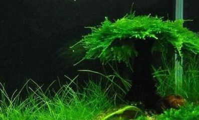 自制魚缸的創(chuàng)意設(shè)計想要打造一個既美觀又實用的海鮮魚缸嗎：海鮮魚缸怎么做好看看視頻