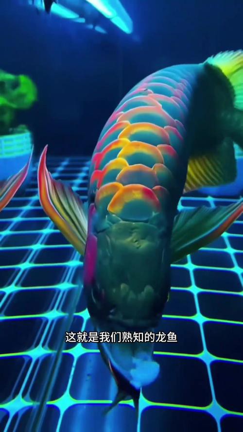有沒有更多風格的龍魚壁紙？