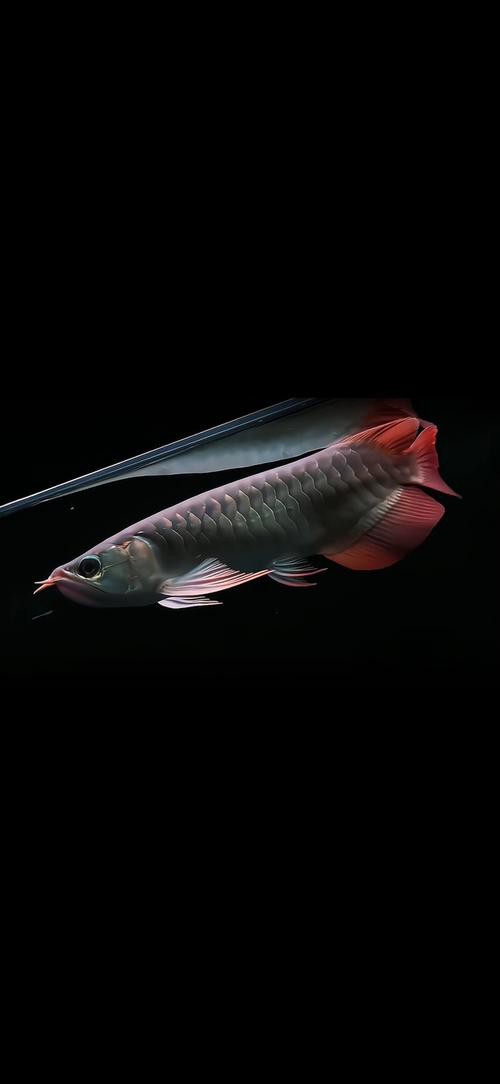 有沒有更多風格的龍魚壁紙？