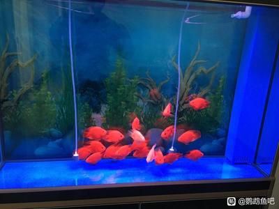 老魚匠魚缸做工怎么樣：老魚匠魚缸價格對比老魚匠魚缸價格對比老魚匠魚缸價格對比