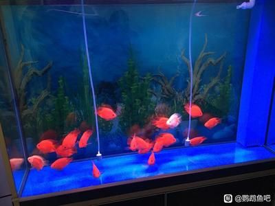 老魚匠魚缸做工怎么樣：老魚匠魚缸價格對比老魚匠魚缸價格對比老魚匠魚缸價格對比